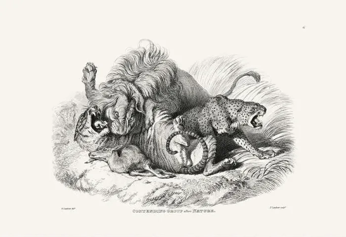 Framed Print : Lion and Leopards illustration Framed Print : Lion and Leopards illustration