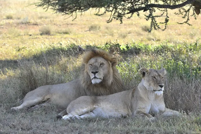 Framed Print : The lion and lioness have a rest in an acacia shade Framed Print : The lion and lioness have a rest in an acacia shade