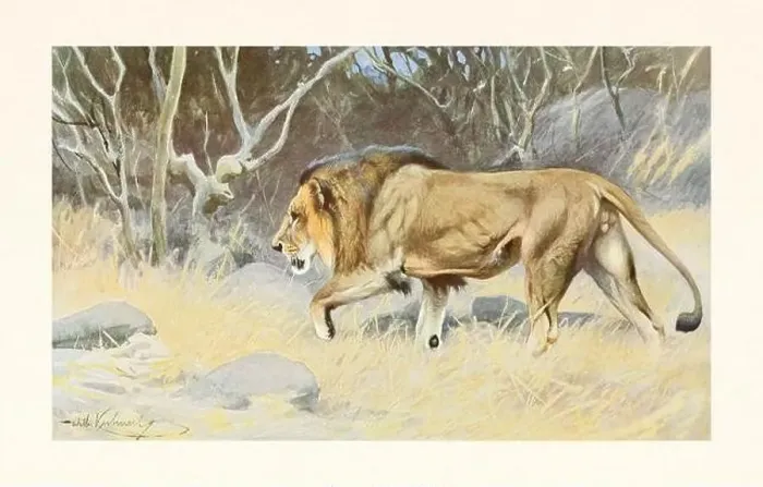 Framed Print : Lion Male. Antique book illustration by Brehm, Alfred Edmund, 1829-1884 Framed Print : Lion Male. Antique book illustration by Brehm, Alfred Edmund, 1829-1884