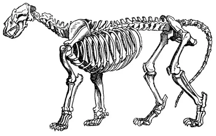 Framed Print : Lion skeleton Framed Print : Lion skeleton