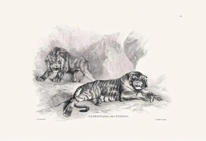 Framed Print : Lion and Tiger illustration. Plate from a vintage book of engravings by Sir Edwin Landseer Framed Print : Lion and Tiger illustration. Plate from a vintage book of engravings by Sir Edwin Landseer