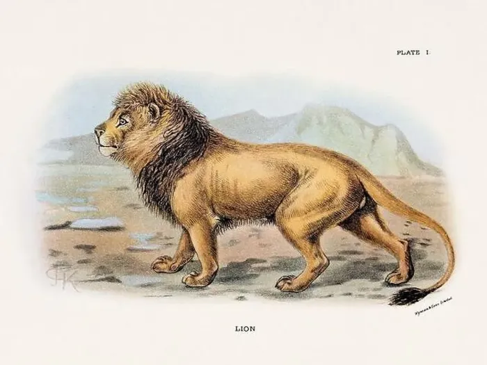 Framed Print : Lion. Vintage illustration of a wild cat from a 19th-century natural history book detailing feline species Framed Print : Lion. Vintage illustration of a wild cat from a 19th-century natural history book detailing feline species