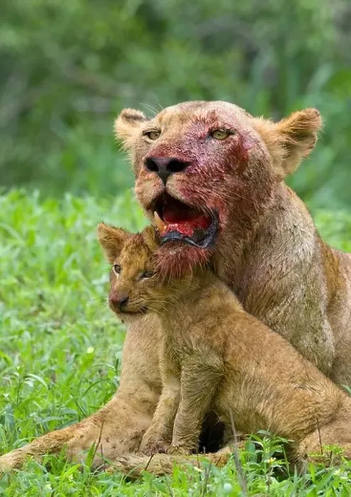 Framed Print : Lioness with bloody face and cub Framed Print : Lioness with bloody face and cub