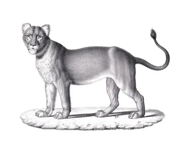 Framed Print : Lioness illustration. Pencil sketch of a lioness isolated on a plain white background Framed Print : Lioness illustration. Pencil sketch of a lioness isolated on a plain white background