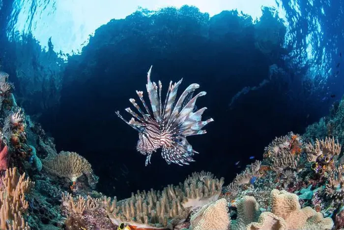 Framed Print : A lionfish hovers over a reef, Raja Ampat, Indonesia Framed Print : A lionfish hovers over a reef, Raja Ampat, Indonesia