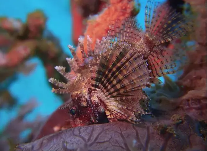 Framed Print : Lionfish, Pterois Deep Sea Exploration 2025 Framed Print : Lionfish, Pterois Deep Sea Exploration 2025