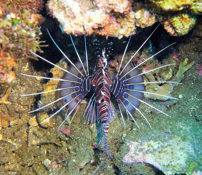 Framed Print : Lionfish, Pterois Deep Sea Exploration 2025 Framed Print : Lionfish, Pterois Deep Sea Exploration 2025
