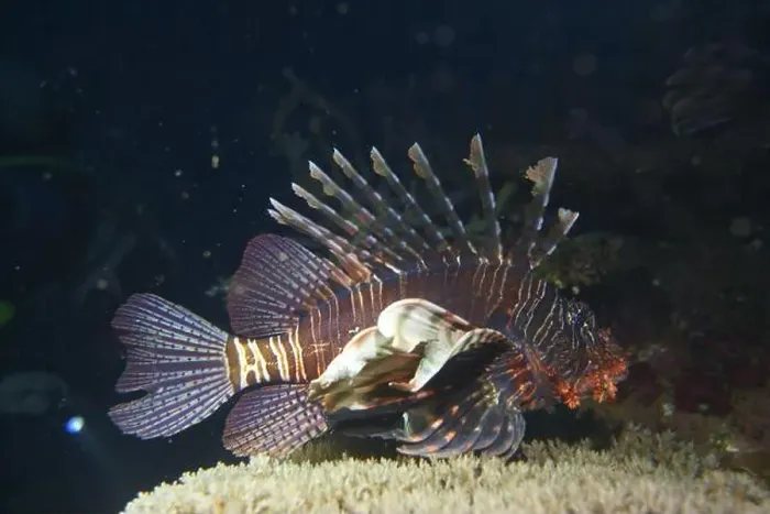 Framed Print : Lionfish, Pterois Deep Sea Exploration 2025 Framed Print : Lionfish, Pterois Deep Sea Exploration 2025