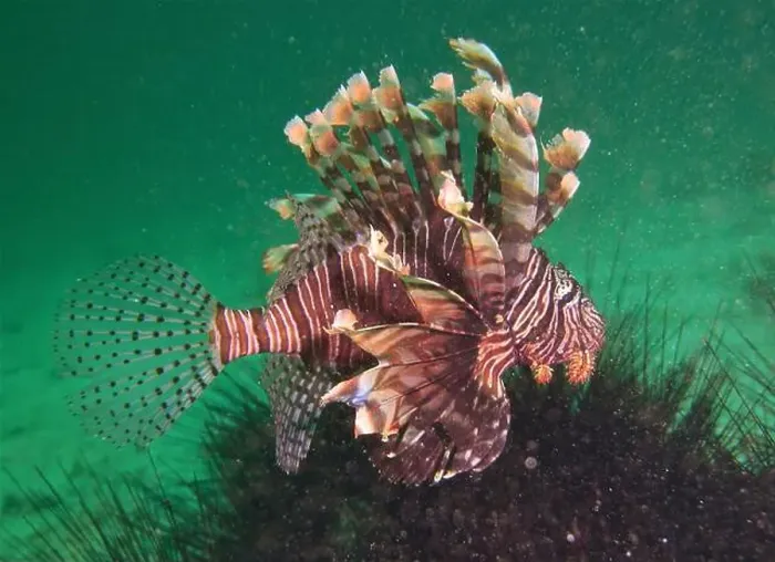 Framed Print : Lionfish, Pterois Deep Sea Exploration 2025 Framed Print : Lionfish, Pterois Deep Sea Exploration 2025