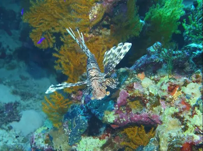 Framed Print : Lionfish, Pterois Deep Sea Exploration 2025 Framed Print : Lionfish, Pterois Deep Sea Exploration 2025