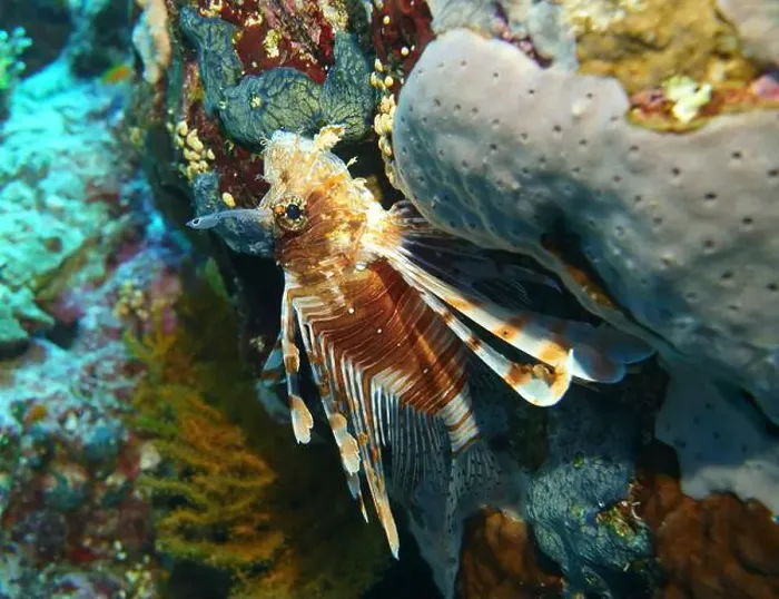 Framed Print : Lionfish, Pterois Deep Sea Exploration 2025 Framed Print : Lionfish, Pterois Deep Sea Exploration 2025