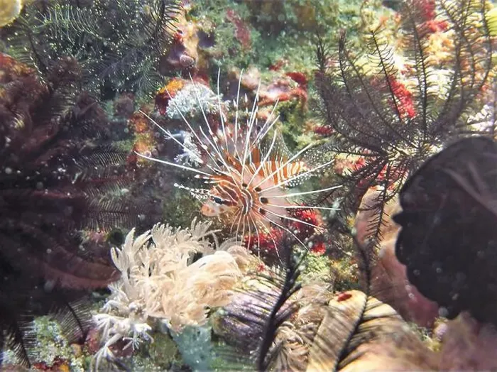 Framed Print : Lionfish, Pterois Deep Sea Exploration 2025 Framed Print : Lionfish, Pterois Deep Sea Exploration 2025