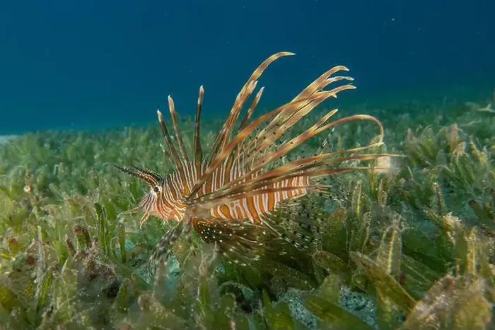 Framed Print : Lionfish (Pterois miles) in the Red Sea colorful fish, Eilat Israel Framed Print : Lionfish (Pterois miles) in the Red Sea colorful fish, Eilat Israel