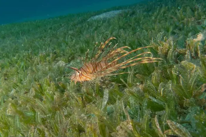 Framed Print : Lionfish (Pterois miles) in the Red Sea colorful fish, Eilat Israel Framed Print : Lionfish (Pterois miles) in the Red Sea colorful fish, Eilat Israel