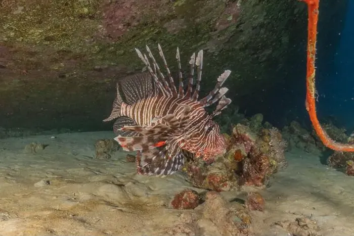 Framed Print : Lionfish (Pterois miles) in the Red Sea colorful fish, Eilat Israel Framed Print : Lionfish (Pterois miles) in the Red Sea colorful fish, Eilat Israel