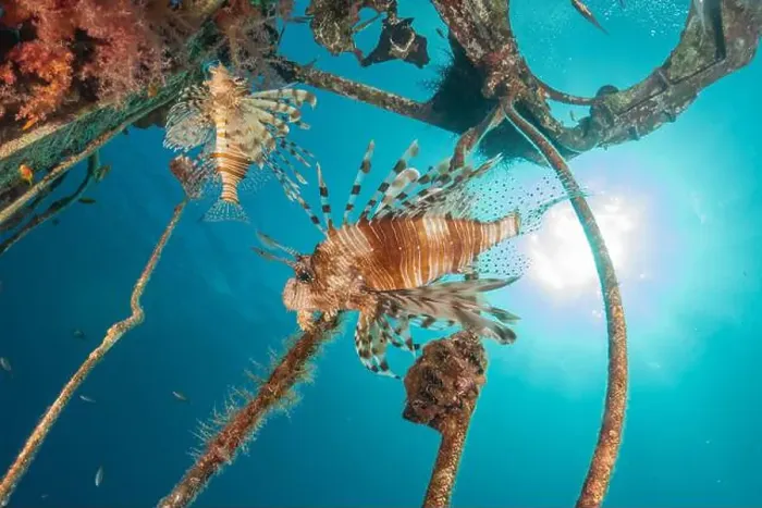 Framed Print : Lionfish (Pterois miles) in the Red Sea colorful fish, Eilat Israel Framed Print : Lionfish (Pterois miles) in the Red Sea colorful fish, Eilat Israel