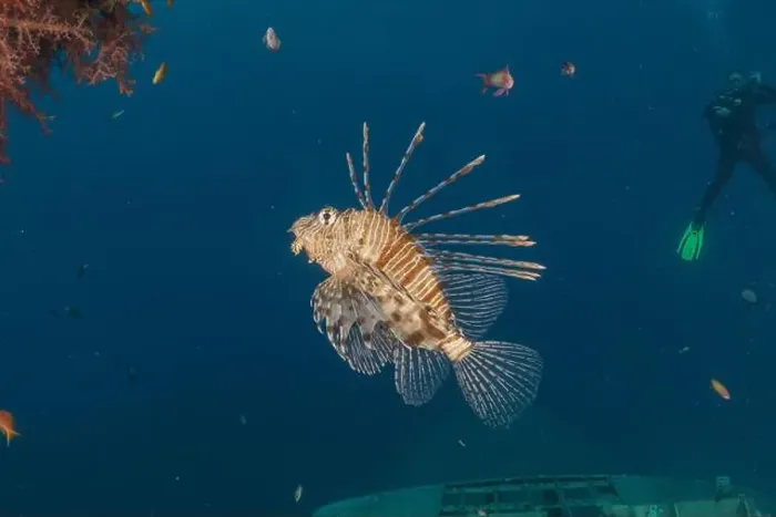 Framed Print : Lionfish (Pterois miles) in the Red Sea colorful fish, Eilat Israel Framed Print : Lionfish (Pterois miles) in the Red Sea colorful fish, Eilat Israel