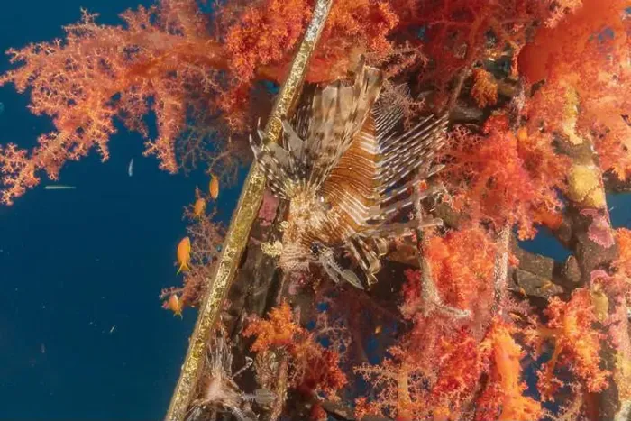 Framed Print : Lionfish (Pterois miles) in the Red Sea colorful fish, Eilat Israel Framed Print : Lionfish (Pterois miles) in the Red Sea colorful fish, Eilat Israel