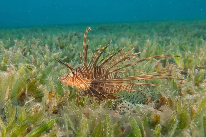Framed Print : Lionfish (Pterois miles) in the Red Sea colorful fish, Eilat Israel Framed Print : Lionfish (Pterois miles) in the Red Sea colorful fish, Eilat Israel