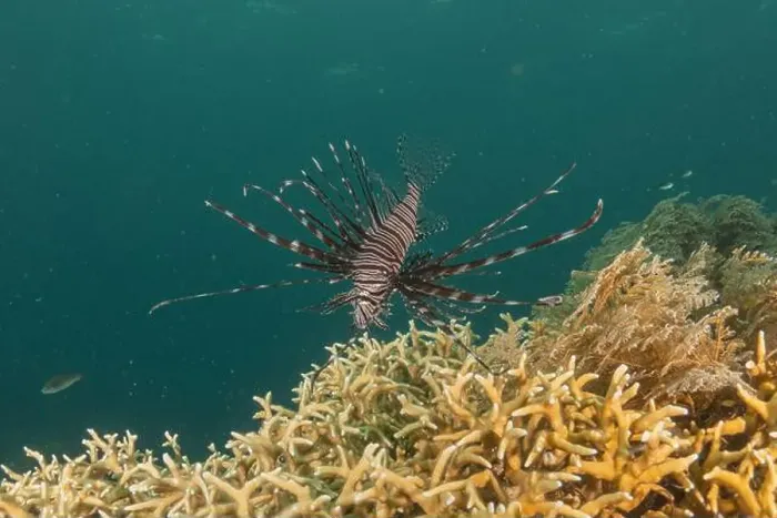 Framed Print : Lionfish (Pterois miles) in the Sea of the Philippines Framed Print : Lionfish (Pterois miles) in the Sea of the Philippines