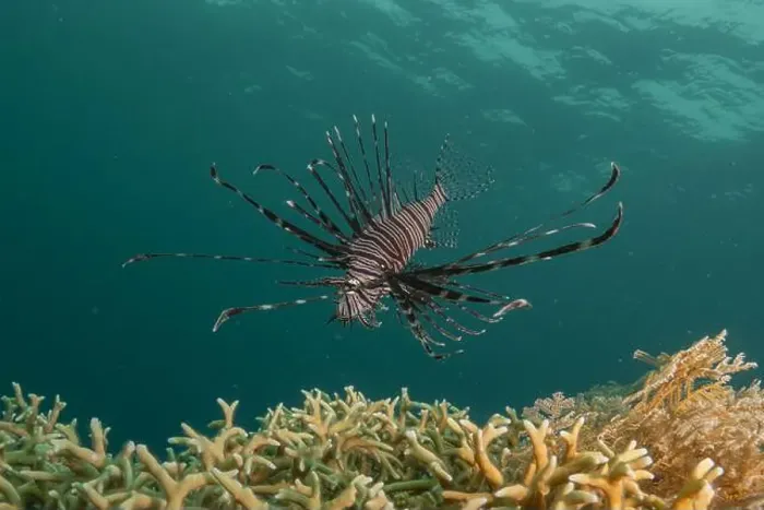 Framed Print : Lionfish (Pterois miles) in the Sea of the Philippines Framed Print : Lionfish (Pterois miles) in the Sea of the Philippines