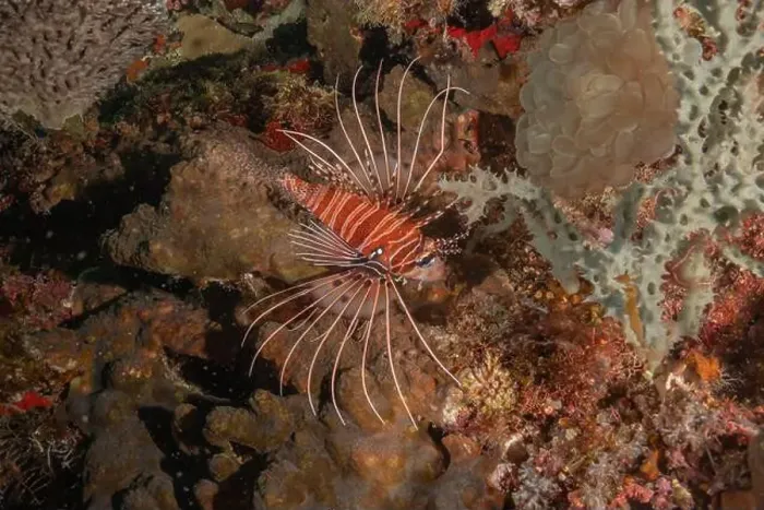 Framed Print : Lionfish (Pterois miles) in the Sea of the Philippines Framed Print : Lionfish (Pterois miles) in the Sea of the Philippines