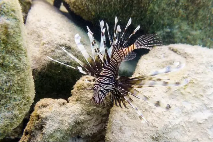 Framed Print : Lionfish (Pterois mombasae). Scorpaenidae - beautiful and dangerous sea fish on Maldives island Framed Print : Lionfish (Pterois mombasae). Scorpaenidae - beautiful and dangerous sea fish on Maldives island
