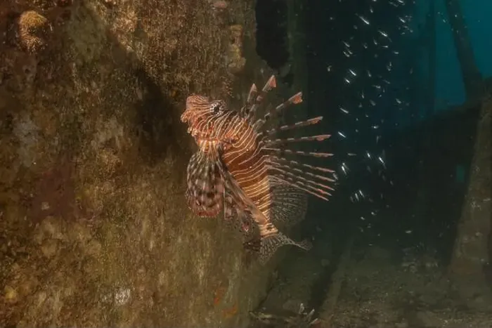 Framed Print : Lionfish in the Red Sea colorful fish, Eilat Israel Framed Print : Lionfish in the Red Sea colorful fish, Eilat Israel