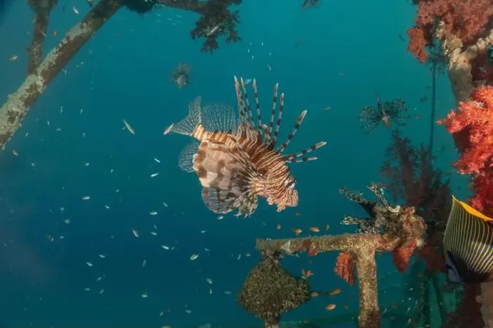 Framed Print : Lionfish in the Red Sea colorful fish, Eilat Israel Framed Print : Lionfish in the Red Sea colorful fish, Eilat Israel