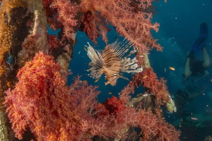 Framed Print : Lionfish in the Red Sea colorful fish, Eilat Israel Framed Print : Lionfish in the Red Sea colorful fish, Eilat Israel