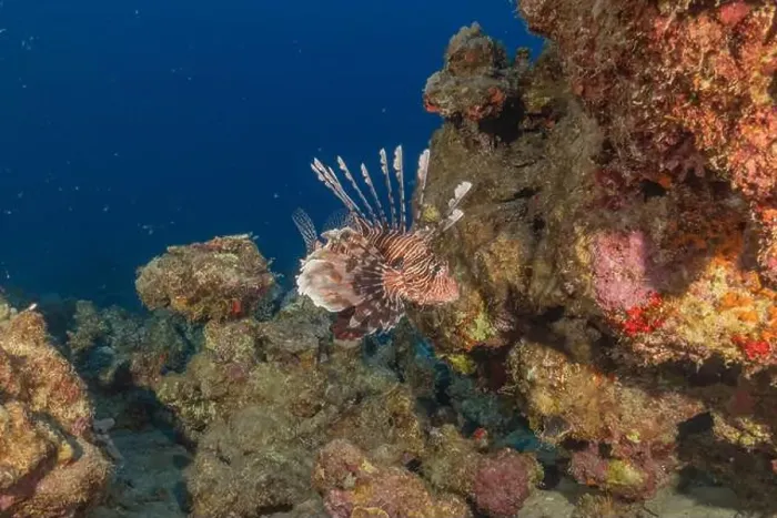 Framed Print : Lionfish in the Red Sea colorful fish, Eilat Israel Framed Print : Lionfish in the Red Sea colorful fish, Eilat Israel