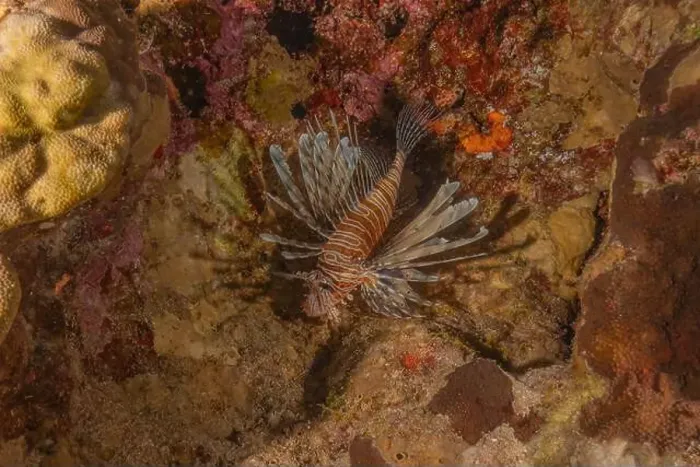 Framed Print : Lionfish in the Red Sea colorful fish, Eilat Israel Framed Print : Lionfish in the Red Sea colorful fish, Eilat Israel