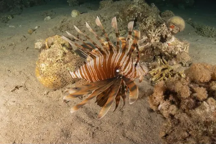 Framed Print : Lionfish in the Red Sea colorful fish, Eilat Israel Framed Print : Lionfish in the Red Sea colorful fish, Eilat Israel