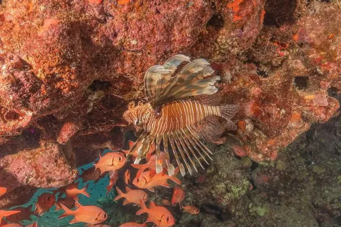 Framed Print : Lionfish in the Red Sea colorful fish, Eilat Israel Framed Print : Lionfish in the Red Sea colorful fish, Eilat Israel