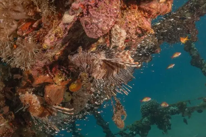 Framed Print : Lionfish in the Red Sea colorful fish, Eilat Israel
