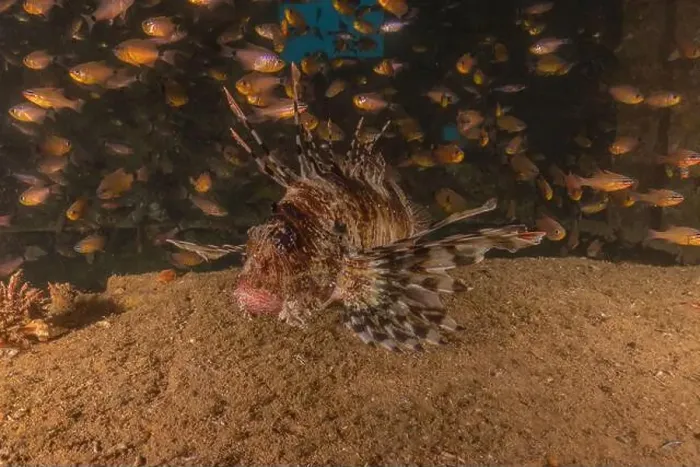 Framed Print : Lionfish in the Red Sea colorful fish, Eilat Israel Framed Print : Lionfish in the Red Sea colorful fish, Eilat Israel