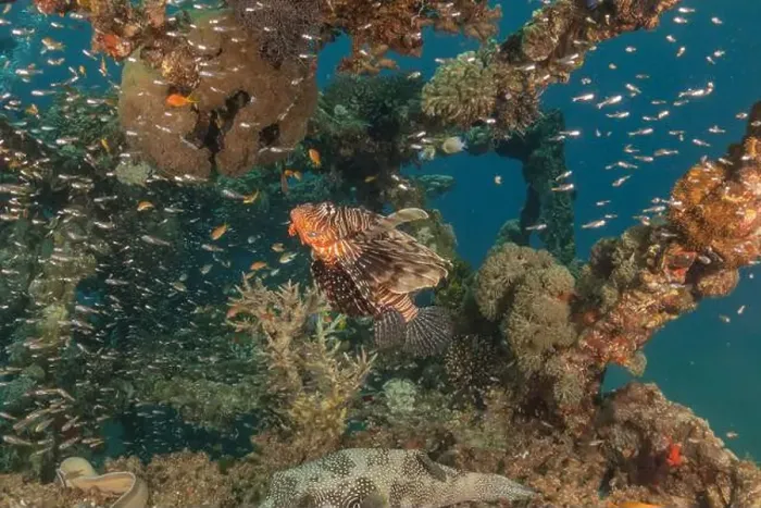 Framed Print : Lionfish in the Red Sea colorful fish, Eilat Israel Framed Print : Lionfish in the Red Sea colorful fish, Eilat Israel