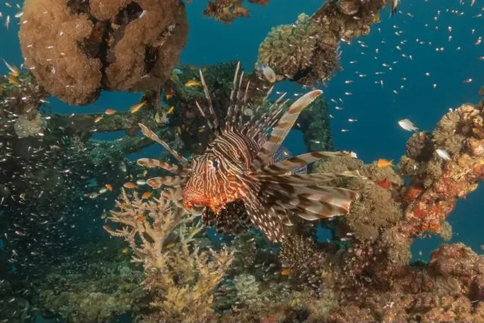 Framed Print : Lionfish in the Red Sea colorful fish, Eilat Israel Framed Print : Lionfish in the Red Sea colorful fish, Eilat Israel