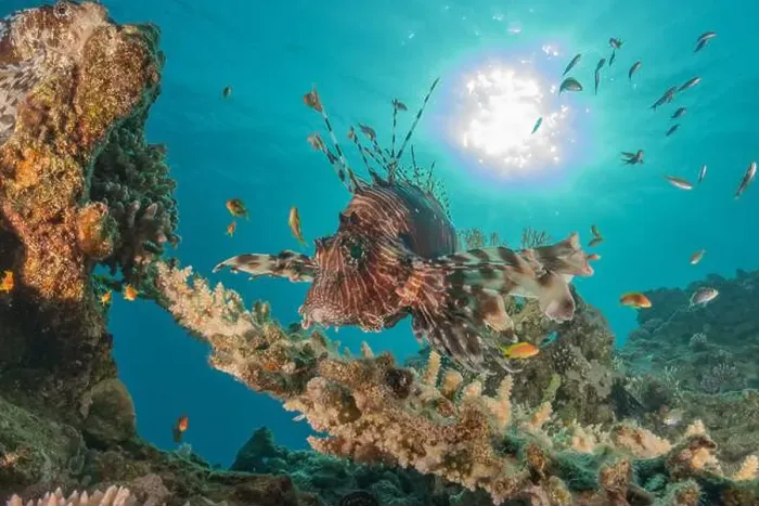 Framed Print : Lionfish in the Red Sea colorful fish, Eilat Israel Framed Print : Lionfish in the Red Sea colorful fish, Eilat Israel