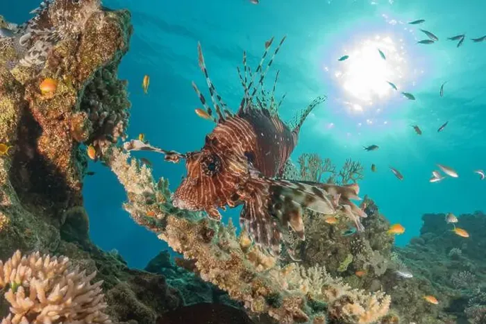 Framed Print : Lionfish in the Red Sea colorful fish, Eilat Israel Framed Print : Lionfish in the Red Sea colorful fish, Eilat Israel