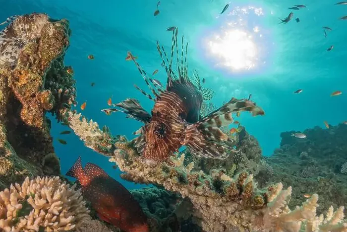 Framed Print : Lionfish in the Red Sea colorful fish, Eilat Israel Framed Print : Lionfish in the Red Sea colorful fish, Eilat Israel