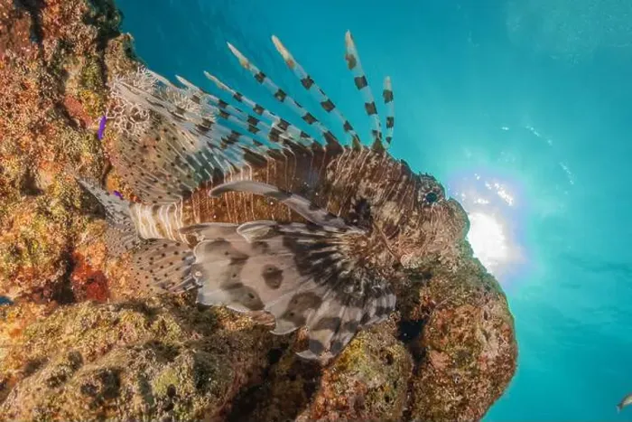 Framed Print : Lionfish in the Red Sea colorful fish, Eilat Israel Framed Print : Lionfish in the Red Sea colorful fish, Eilat Israel