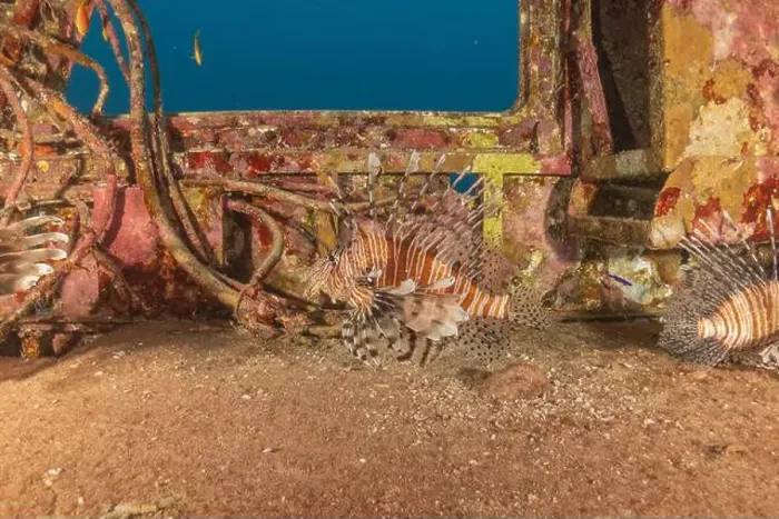 Framed Print : Lionfish in the Red Sea colorful fish, Eilat Israel Framed Print : Lionfish in the Red Sea colorful fish, Eilat Israel