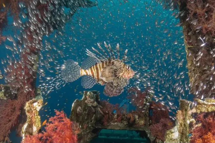 Framed Print : Lionfish in the Red Sea colorful fish, Eilat Israel Framed Print : Lionfish in the Red Sea colorful fish, Eilat Israel