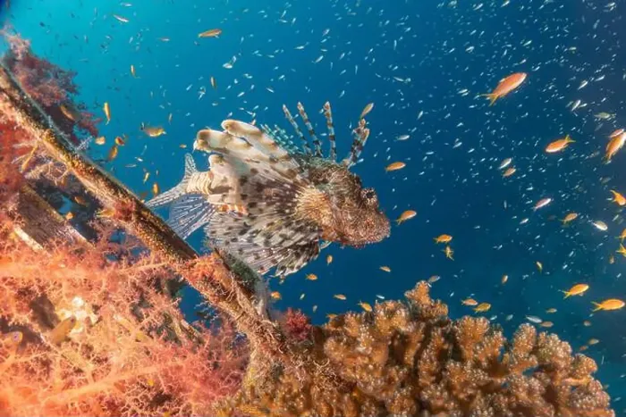 Framed Print : Lionfish in the Red Sea colorful fish, Eilat Israel Framed Print : Lionfish in the Red Sea colorful fish, Eilat Israel