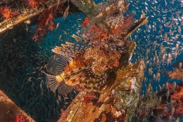 Framed Print : Lionfish in the Red Sea colorful fish, Eilat Israel Framed Print : Lionfish in the Red Sea colorful fish, Eilat Israel