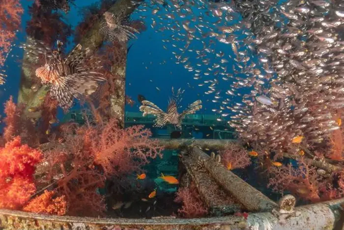 Framed Print : Lionfish in the Red Sea colorful fish, Eilat Israel Framed Print : Lionfish in the Red Sea colorful fish, Eilat Israel