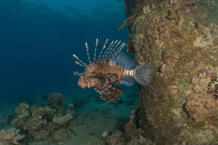 Framed Print : Lionfish in the Red Sea colorful fish, Eilat Israel Framed Print : Lionfish in the Red Sea colorful fish, Eilat Israel