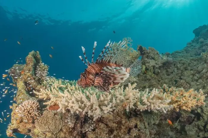 Framed Print : Lionfish in the Red Sea colorful fish, Eilat Israel Framed Print : Lionfish in the Red Sea colorful fish, Eilat Israel