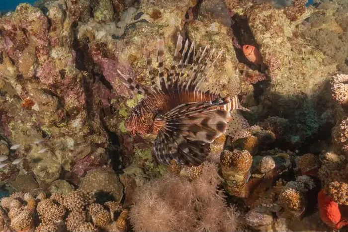 Framed Print : Lionfish in the Red Sea colorful fish, Eilat Israel Framed Print : Lionfish in the Red Sea colorful fish, Eilat Israel
